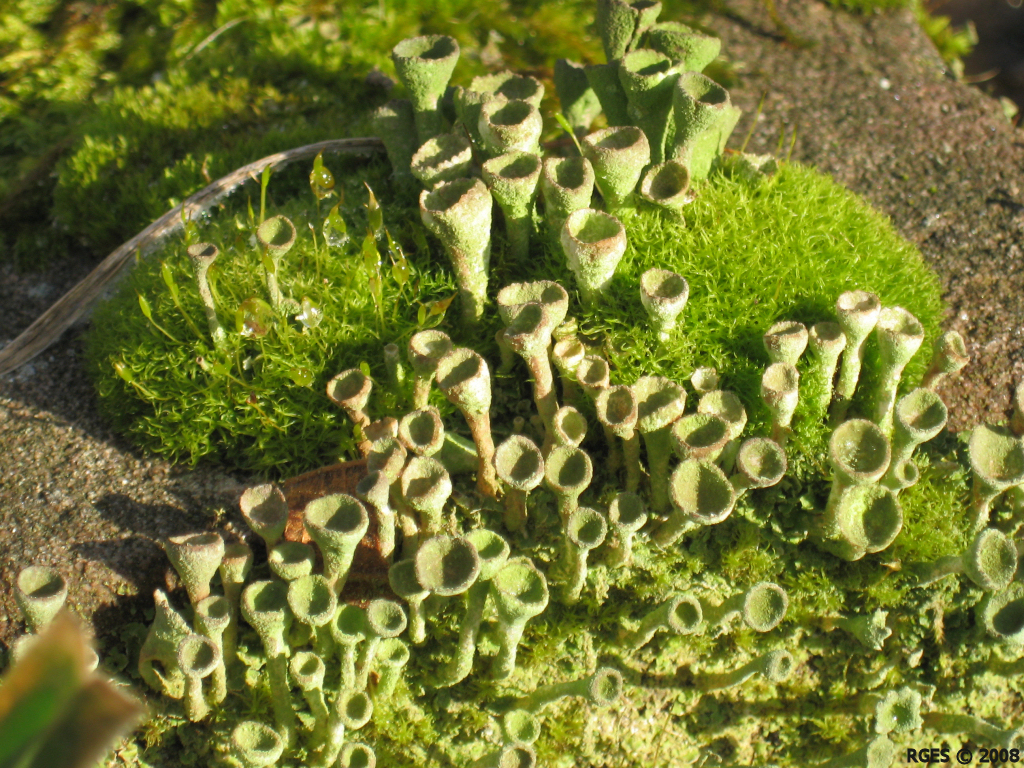 Flowering Moss (XGA) [D 2008] © RGES